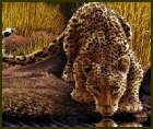 sim_safari.jpg (12423 bytes)